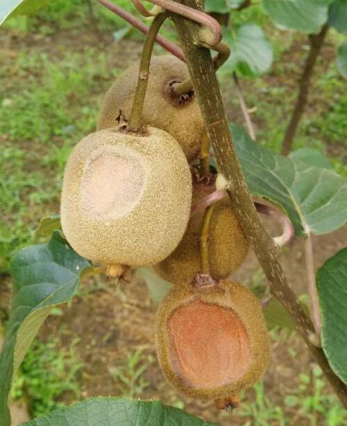 ��ʵ���Ʋ�֢״