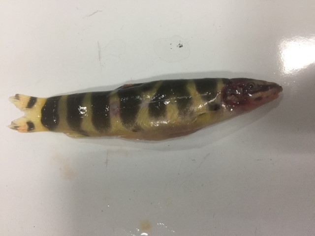 ����֢״�۲�